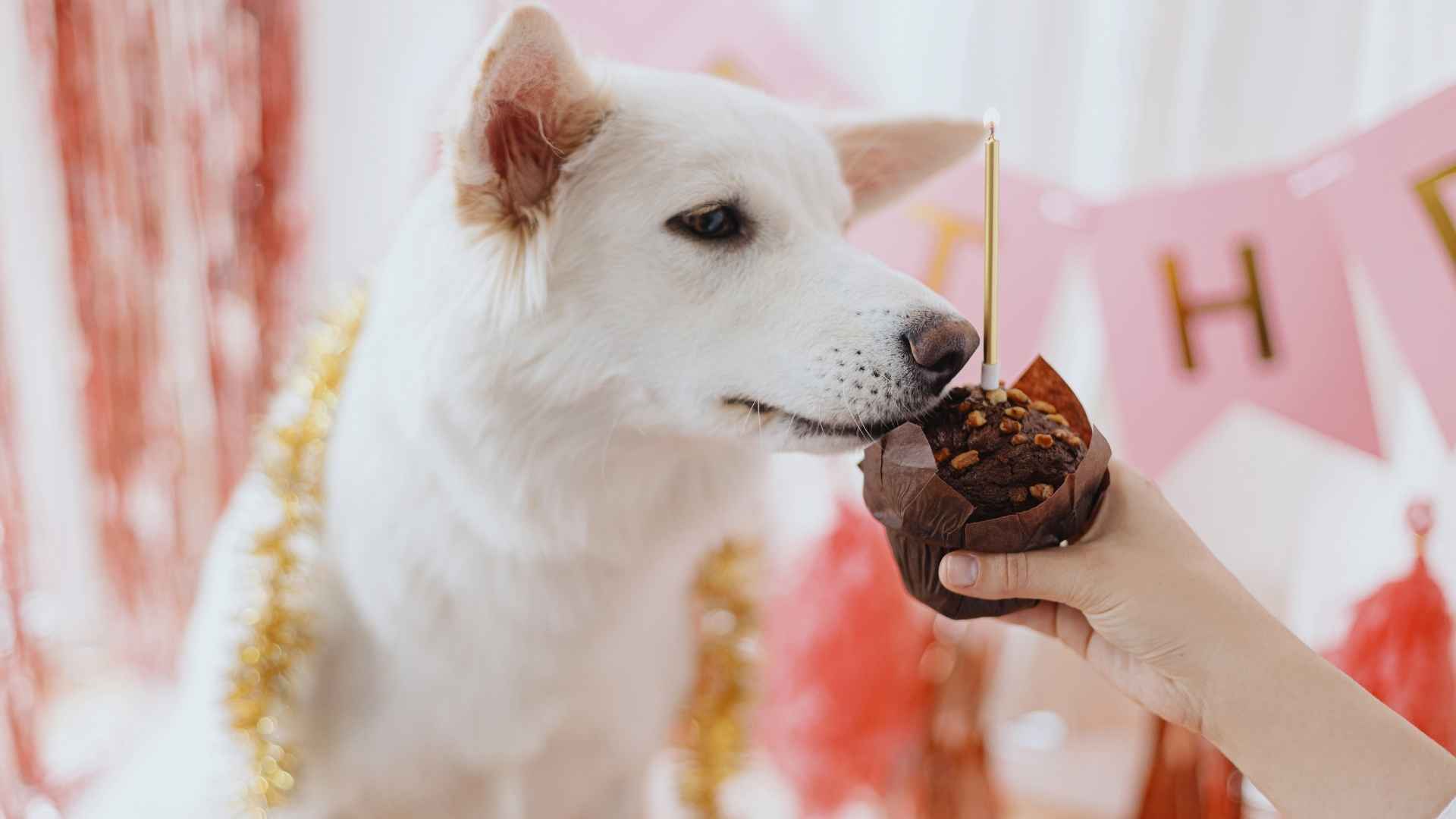 Chocolate toxico para perros